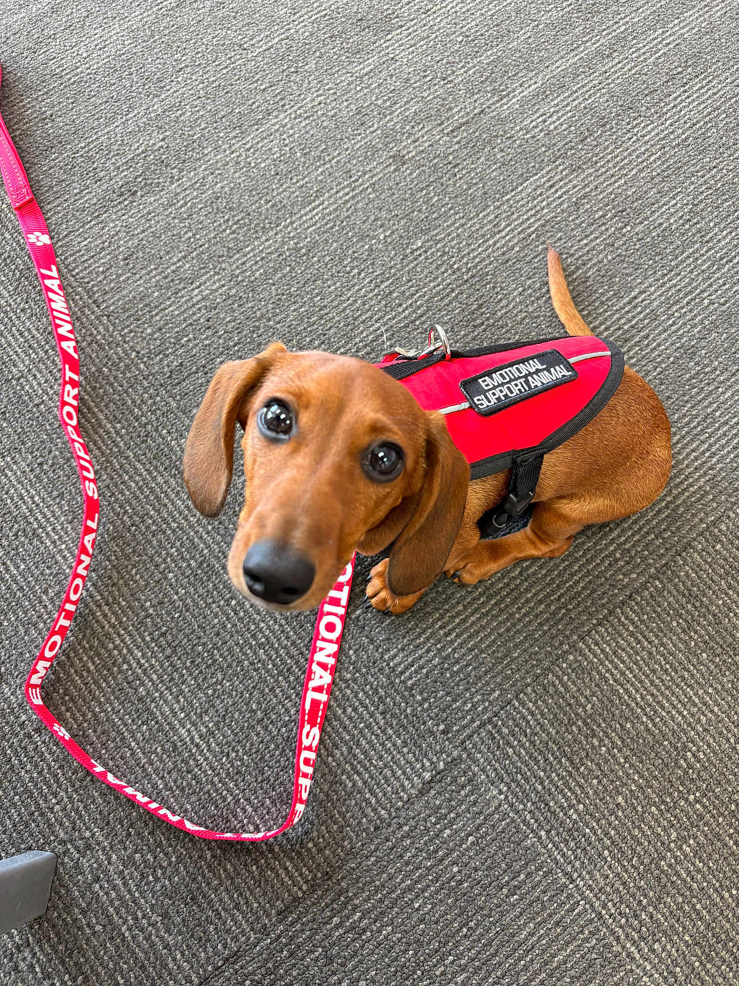 Gus Gus joined the competition — help win amazing prizes! dog, dachshund, emotional_support_animal, vest, leash, brown_dog, pet, animal, indoor, carpet, looking_up, puppy, small_dog, canine, cute, companion, support_animal, red, fur, ears