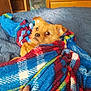 dog, small_dog, blanket, plaid, blue_blanket, red_blanket, bed, hand, cozy, indoor, furniture, wooden_drawer, curious, pet, cute, fur, animal, domestic, resting, comfort