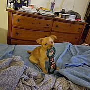 Cocomo joined the competition — help win amazing prizes! puppy, dog, toy, bed, blanket, furniture, dresser, wooden, indoor, pet, playful, brown_dog, small_dog, chewing, cozy, clutter, household, sleeping_area, fabric, room