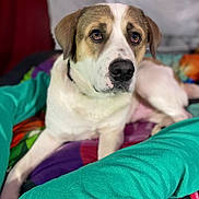 Arlow joined the competition — help win amazing prizes! dog, pet, animal, canine, white, brown, eyes, ears, blanket, cushion, indoor, resting, comfort, closeup, portrait, fur, snout, nose, relaxed, cute