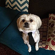Jaxon is registered to the contest to win money with this photo: dog, small_dog, white_dog, tie, collar, couch, pillows, patterned_pillows, blue_couch, indoor, pet, cute, attentive, sitting, furniture, fur, animal, companion, domestic, portrait