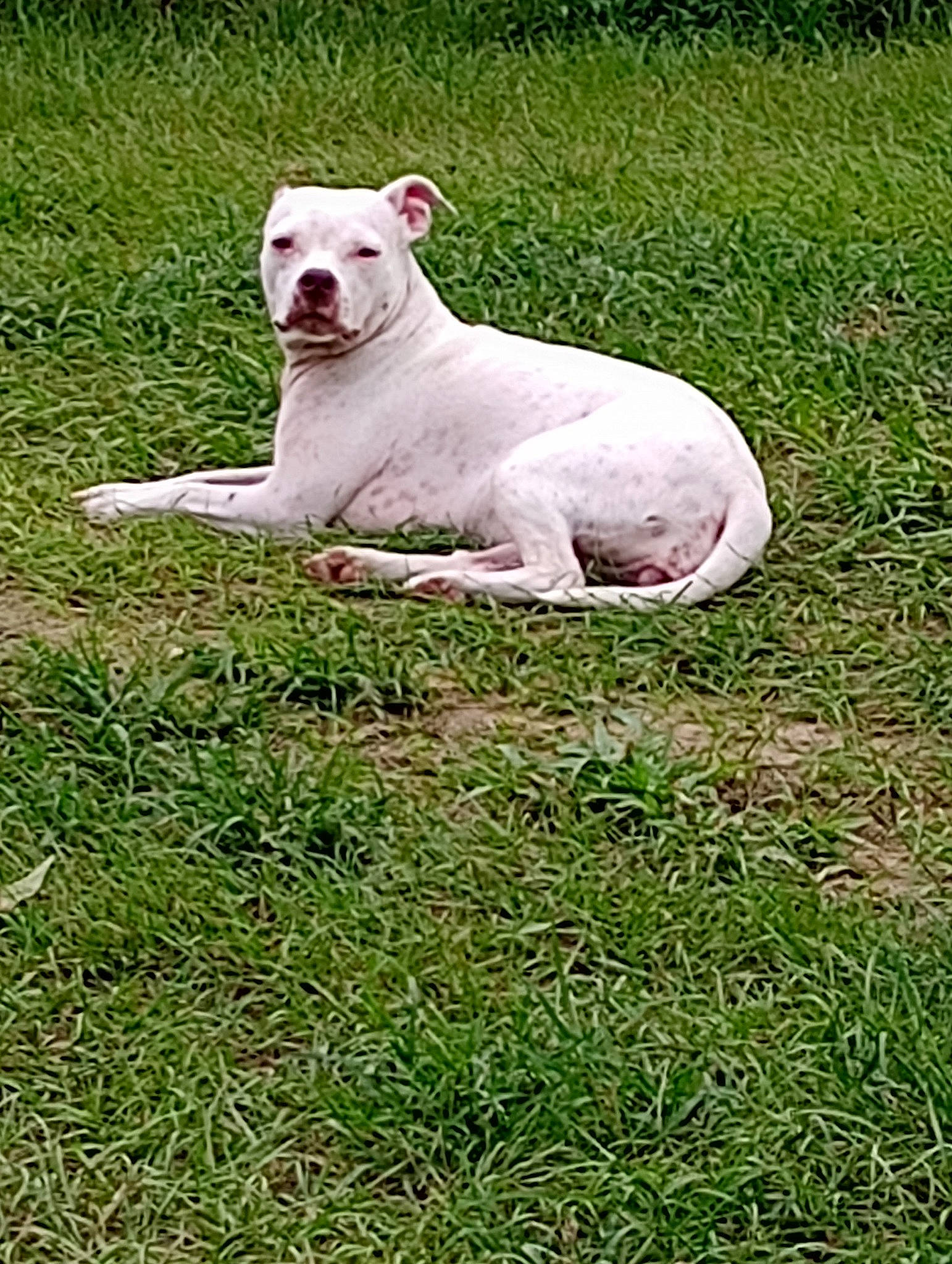 Lil Kid joined the competition — help win amazing prizes! canidae, carnivore, companion_dog, dog_breed, fawn, field, grass, grassland, groundcover, landscape, livestock, non_sporting_group, pasture, plant, prairie, snout, sporting_group, tail, terrestrial_animal, working_animal