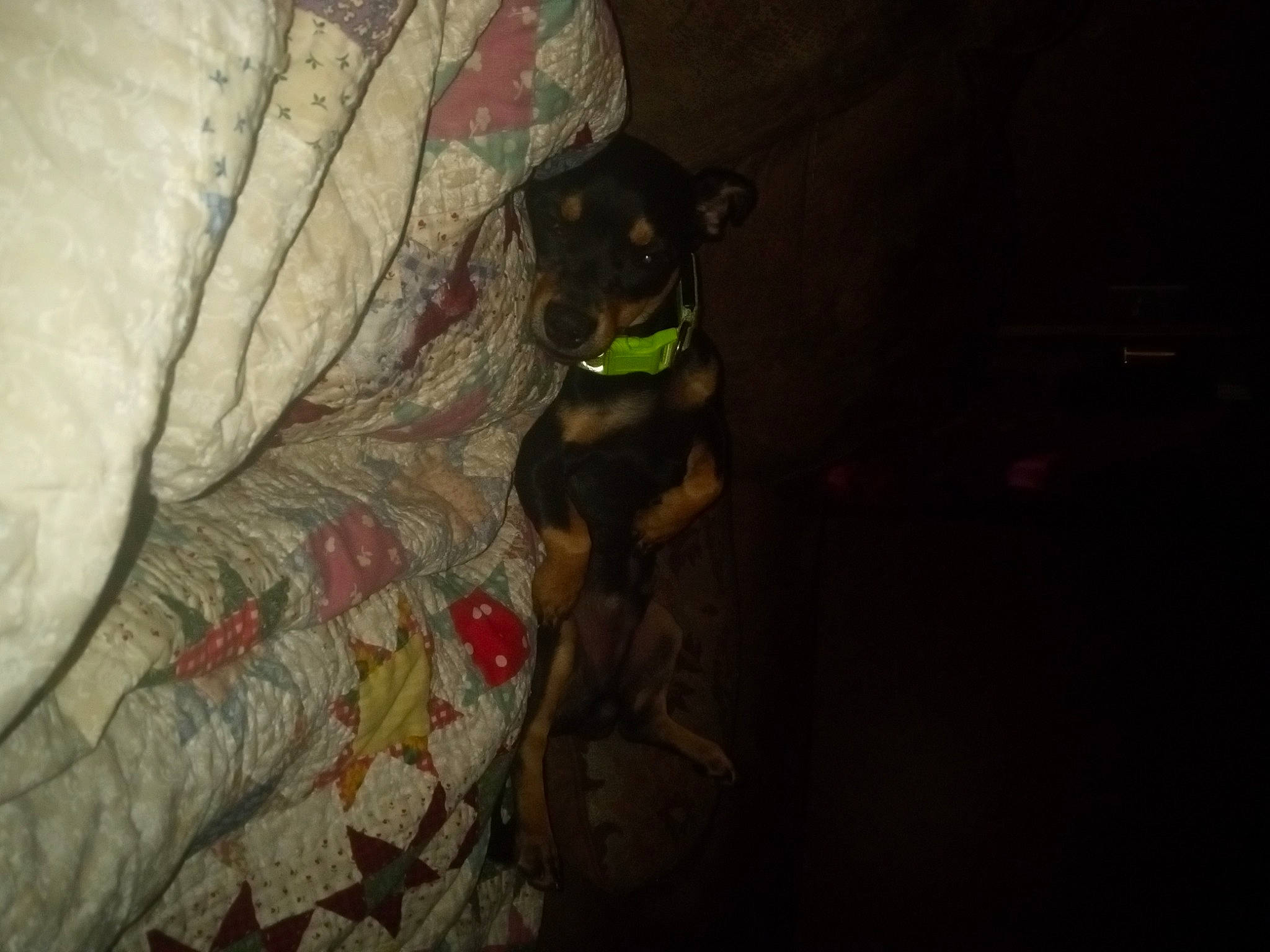 Pablo joined the competition — help win amazing prizes! canidae, carnivore, collar, comfort, companion_dog, darkness, dog, dog_breed, dog_collar, eyewear, fawn, grey, guard_dog, non_sporting_group, personal_protective_equipment, room, sporting_group, sunglasses, toy_dog, working_animal