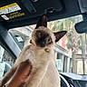 cat, siamese_cat, kitten, pet, animal, indoor, car_interior, hand, person, window, steering_wheel, dashboard, urban, street, building, palm_tree, curious, cute, closeup, portrait
