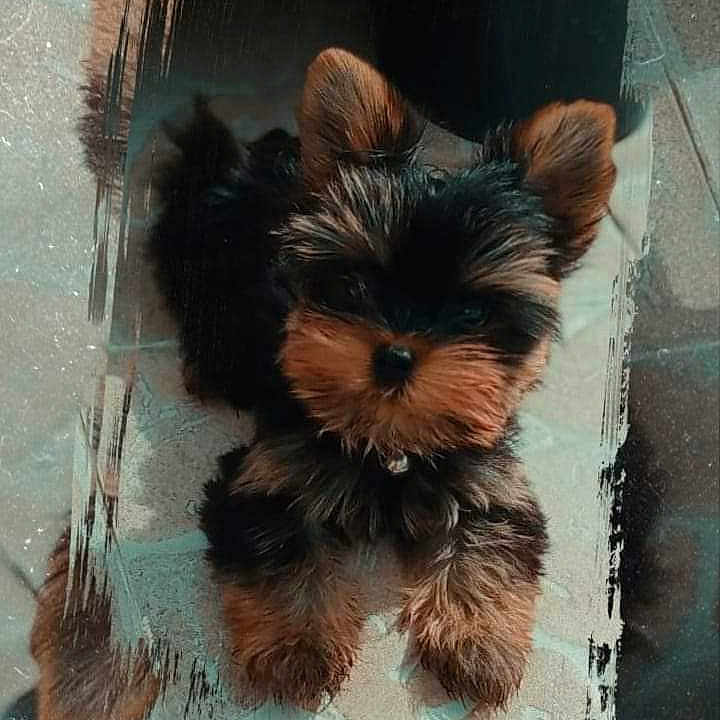 Unos a rejoint le concours — aidez-le/la à gagner de superbes lots ! adorable, animal, black, brown, companion, cute, dog, ears, floor, fluffy, fur, indoors, laying_down, looking_up, pet, portrait, puppy, small_dog, texture, yorkshire_terrier