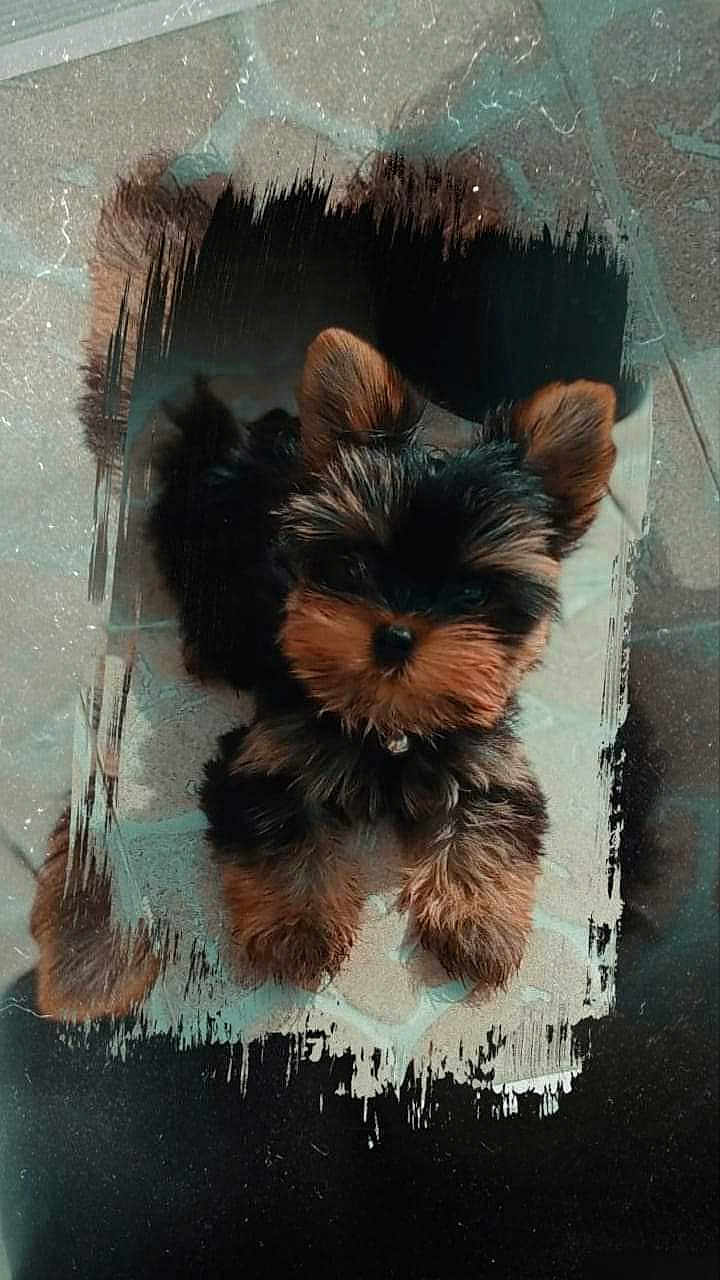 Unos a rejoint le concours — aidez-le/la à gagner de superbes lots ! dog, puppy, yorkshire_terrier, fluffy, fur, pet, animal, cute, small_dog, ears, brown, black, looking_up, laying_down, indoors, texture, floor, portrait, adorable, companion