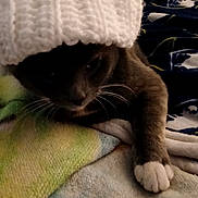Dallas is registered to the contest to win money with this photo: animal, blanket, cat, comfortable, cozy, cute, festive_shirt, furniture, gray_cat, hand, indoor, knit_hat, knitted, person, pet, relaxed, resting, soft, warm, white_paws