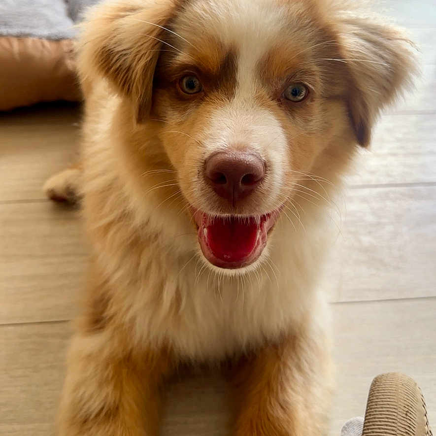 Aïko participe au concours pour gagner de l'argent avec cette photo : animal, brown_fur, canine, closeup, cream_fur, cute, dog, dog_bed, domestic_animal, fluffy, friendly, happy, indoor, pet, puppy, slipper, smiling, tongue_out, wooden_floor, young_dog