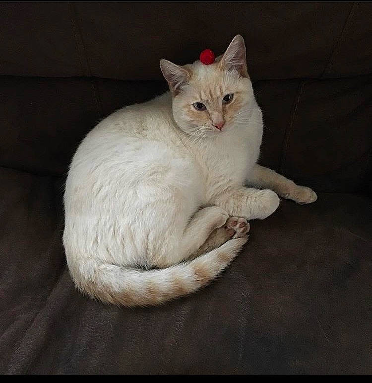 Kilo is registered to the contest to win money with this photo: aegean_cat, arabian_mau, asian, burmilla, carnivore, cat, colorpoint_shorthair, domestic_short_haired_cat, european_shorthair, felidae, fur, khao_manee, mammal, small_to_medium_sized_cats, tail, turkish_angora, whiskers