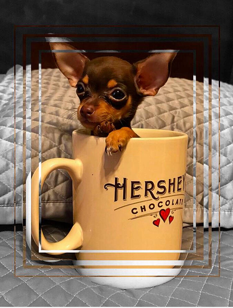 Paquito joined the competition — help win amazing prizes! canidae, carnivore, chihuahua, companion_dog, dog, dog_breed, english_toy_terrier, fawn, mammal, miniature_pinscher, prazsky_krysarik, puppy, russkiy_toy, snout, toy_dog, toy_fox_terrier, vertebrate