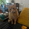 Bonkers joined the competition — help win amazing prizes! cat, orange_tabby, domestic_cat, pet, couch, yellow_pillow, remote_control, plant, window, table, indoor, houseplant, furniture, living_room, door, decor, cozy, domestic_animal, curious, collar