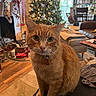 Bonkers joined the competition — help win amazing prizes! cat, orange_tabby, pet, living_room, christmas_tree, holiday_decorations, fireplace, stockings, bookshelf, couch, remote_control, wooden_floor, window, chair, blanket, ornaments, lights, indoors, decor, feline
