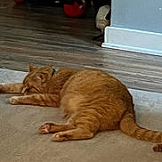 Bonkers joined the competition — help win amazing prizes! cat, ginger_cat, sleeping, carpet, floor, indoor, pet, relaxing, home, feline, animal, resting, paw, tail, exercise_equipment, dumbbells, wooden_floor, corner, quiet, cozy
