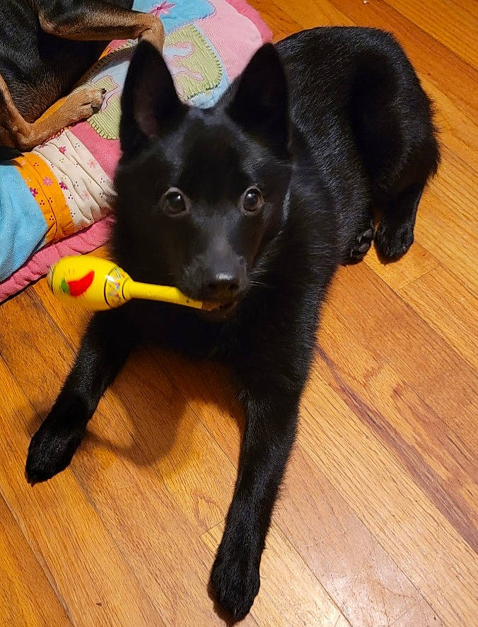 Olive joined the competition — help win amazing prizes! canidae, carnivore, companion_dog, dog, dog_breed, fawn, felidae, floor, flooring, fur, hardwood, laminate_flooring, small_to_medium_sized_cats, snout, sporting_group, tail, whiskers, wood, wood_stain, working_animal