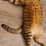 Pandora participe au concours pour gagner de l'argent avec cette photo : cat, tabby, lying_down, wooden_floor, indoor, pet, feline, fur, striped, animal, cute, wide_eyes, relaxed, domestic_cat, whiskers, paws, tail, playful, resting, alert