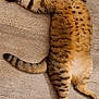 cat, tabby, lying_down, wooden_floor, indoor, pet, feline, fur, striped, animal, cute, wide_eyes, relaxed, domestic_cat, whiskers, paws, tail, playful, resting, alert