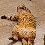 Pandora a rejoint le concours — aidez-le/la à gagner de superbes lots ! cat, tabby, indoor, floor, wooden_floor, relaxed, sprawled, pet, animal, feline, fur, paw, tail, home, cozy, resting, sleepy, domestic_cat, striped, cute