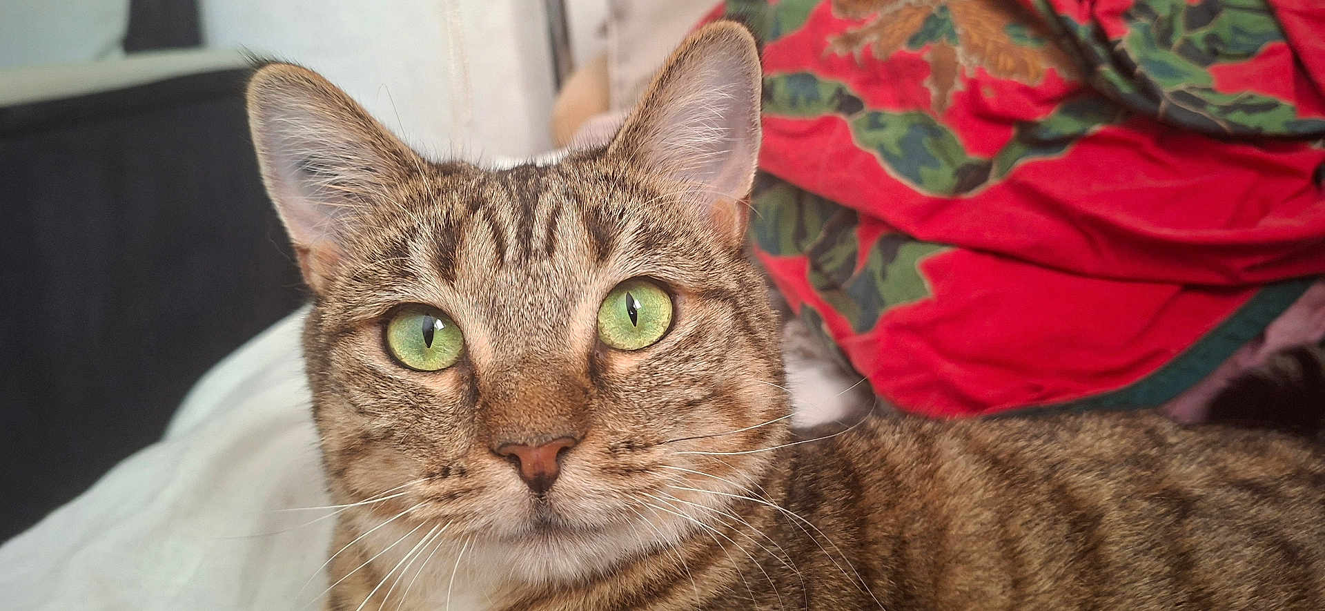 Pandora a rejoint le concours — aidez-le/la à gagner de superbes lots ! cat, tabby_cat, green_eyes, close_up, pet, feline, whiskers, indoor, blanket, patterned_blanket, fur, animal, cute, domestic_cat, portrait, face, ears, nose, eyes, relaxed
