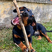 Agrid a rejoint le concours — aidez-le/la à gagner de superbes lots ! dog, puppy, black_and_tan, grass, stick, chewing, playful, outdoor, yard, pet, canine, happy, animal, nature, fence, wall, sunlight, muzzle, ears, paws