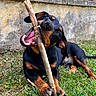 dog, puppy, black_and_tan, grass, stick, chewing, playful, outdoor, yard, pet, canine, happy, animal, nature, fence, wall, sunlight, muzzle, ears, paws