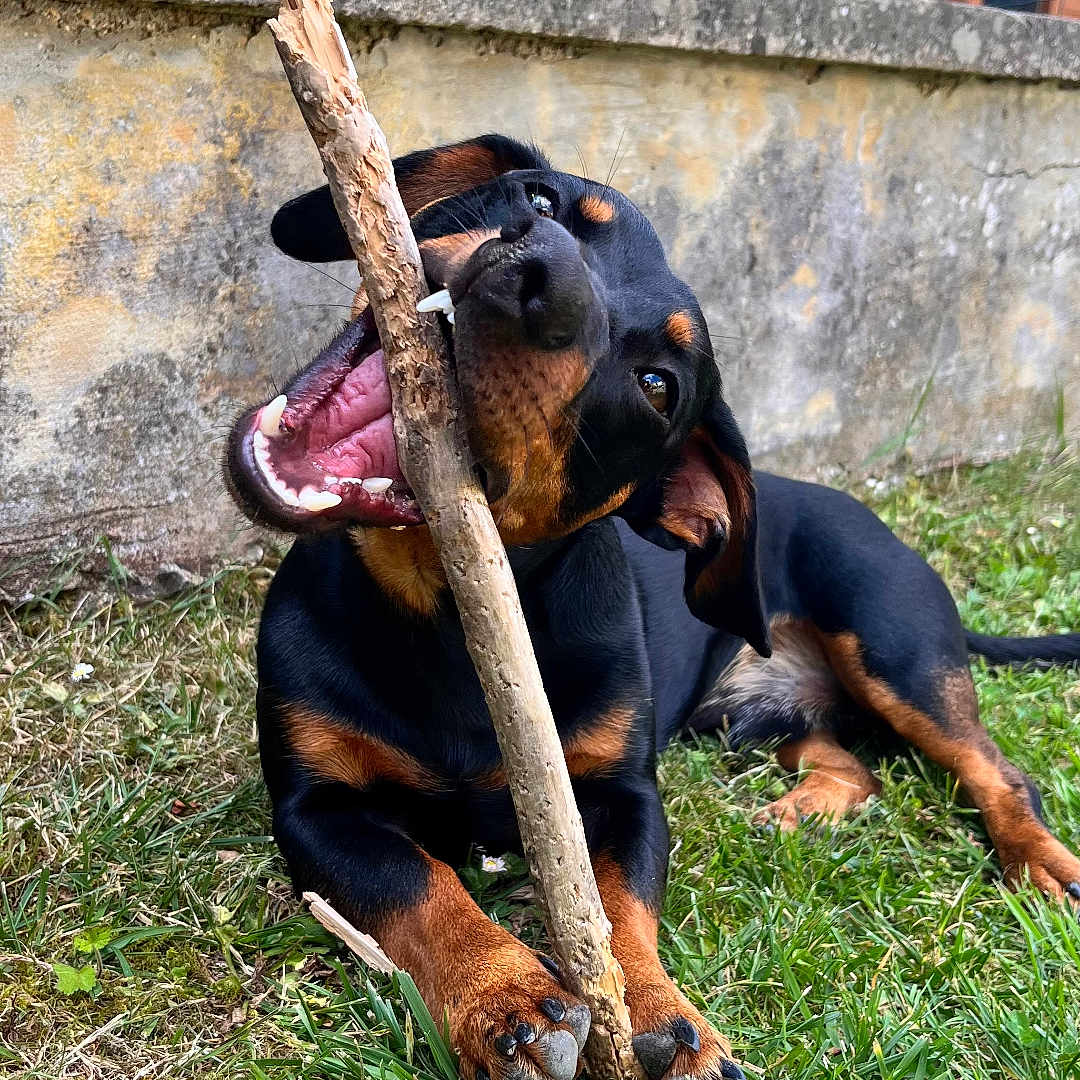 Agrid a rejoint le concours — aidez-le/la à gagner de superbes lots ! dog, puppy, black_and_tan, grass, stick, chewing, playful, outdoor, yard, pet, canine, happy, animal, nature, fence, wall, sunlight, muzzle, ears, paws