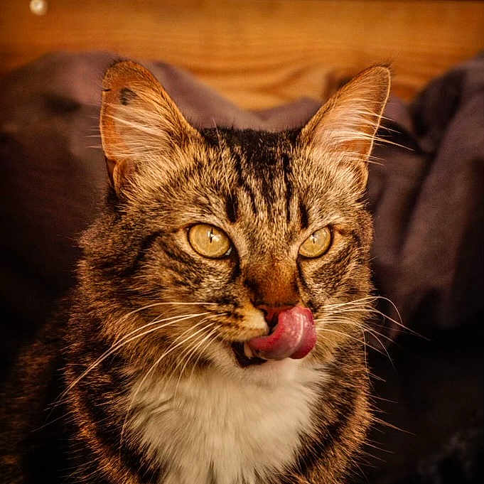 Petrov participe au concours pour gagner de l'argent avec cette photo : abyssinian, animal, beak, bird, bodypart, cat, couch, face, furniture, head, indoors, kitten, manx, mouth, person, pet, photography, portrait, teeth, tongue