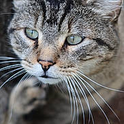 Mimine Savage participe au concours pour gagner de l'argent avec cette photo : animal, blurred_background, cat, close_up, curious, cute, domestic_animal, face, feline, fur, green_eyes, head, mammal, nature, outdoor, pet, portrait, soft_focus, tabby_cat, whiskers