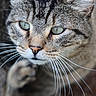 animal, blurred_background, cat, close_up, curious, cute, domestic_animal, face, feline, fur, green_eyes, head, mammal, nature, outdoor, pet, portrait, soft_focus, tabby_cat, whiskers