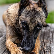Buby participe au concours pour gagner de l'argent avec cette photo : dog, canine, animal, pet, outdoor, wood, pine_cone, chewing, fur, ears, paws, nature, close_up, brown, black, texture, blurred_background, resting, snout, focused