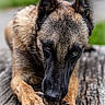 dog, canine, animal, pet, outdoor, wood, pine_cone, chewing, fur, ears, paws, nature, close_up, brown, black, texture, blurred_background, resting, snout, focused