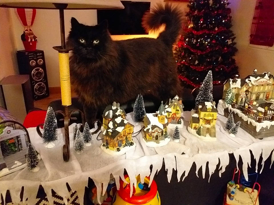 Hercule participe au concours pour gagner de l'argent avec cette photo : cake_decorating, cake_decorating_supply, cat, christmas_tree, decoration, domestic_short_haired_cat, event, felidae, food, holiday, icing, ornament, plant, sweetness, table, tablecloth, tail, toy, tree, whiskers