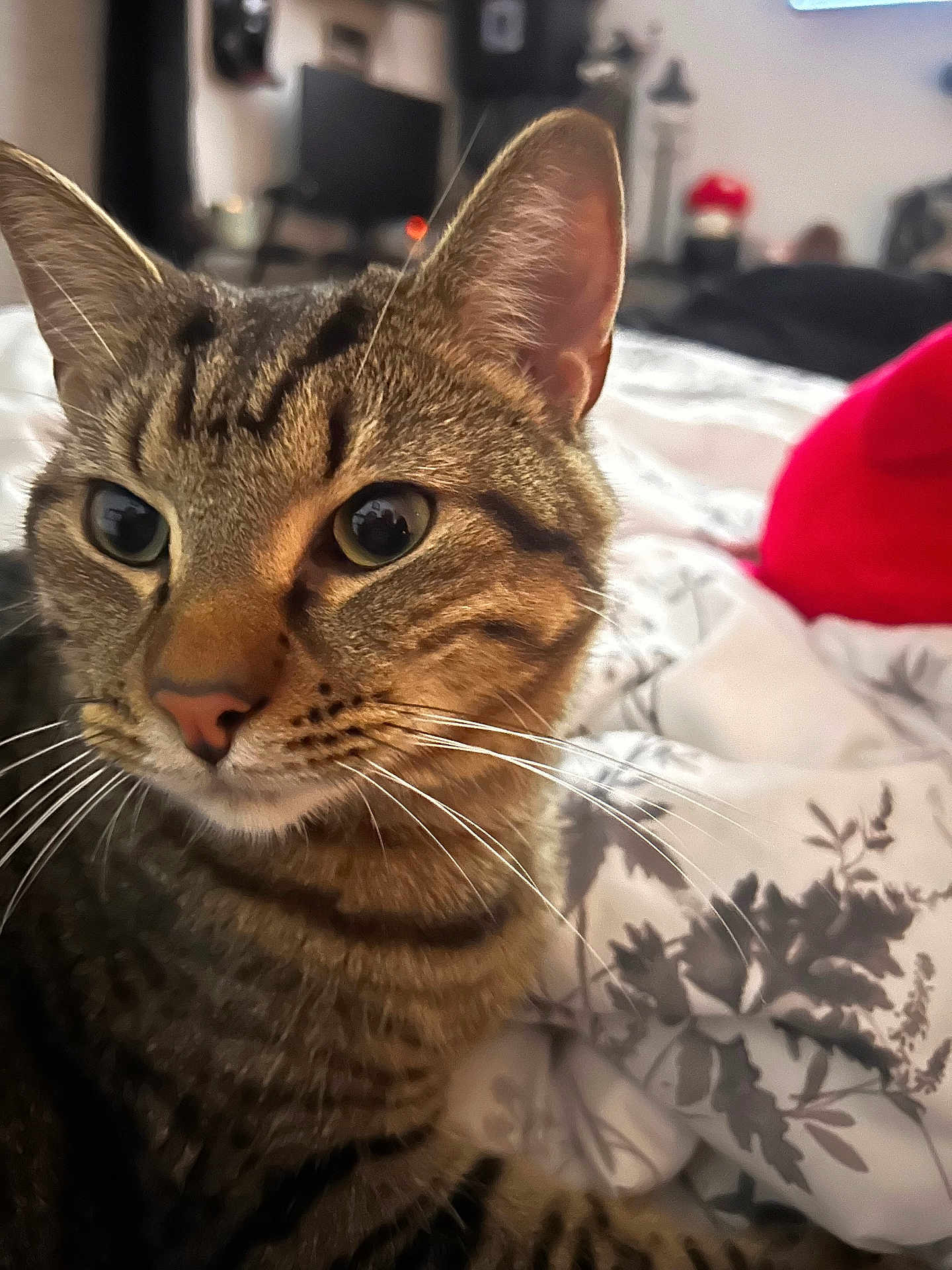 Mochi is registered to the contest to win money with this photo: cat, tabby, close_up, indoor, bedspread, patterned, fur, whiskers, ears, eyes, pet, animal, domestic, feline, curious, resting, cozy, furniture, blurred_background, living_room