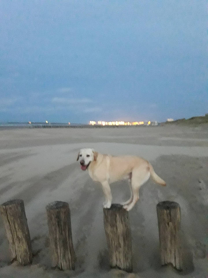 Lipton participe au concours pour gagner de l'argent avec cette photo : akbash_dog, canidae, carnivore, dog, dog_breed, fawn, livestock_guardian_dog, mammal, ocean, retriever, sporting_group