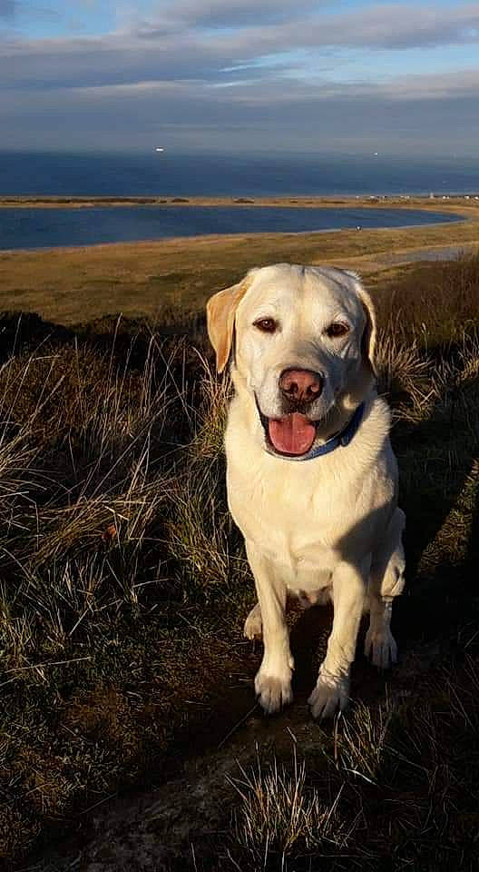 Lipton participe au concours pour gagner de l'argent avec cette photo : canidae, carnivore, dog, dog_breed, fawn, field_trial, hunting_dog, labrador_retriever, mammal, retriever, sporting_group, vertebrate