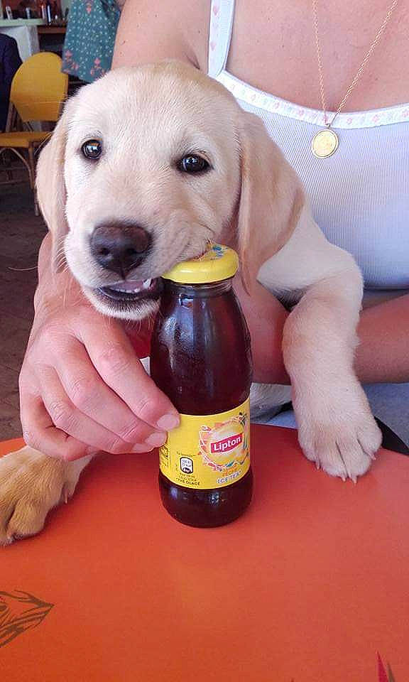 Lipton a rejoint le concours — aidez-le/la à gagner de superbes lots ! beagador, canidae, carnivore, companion_dog, dog, dog_breed, dog_toy, drink, fawn, golden_retriever, labrador_retriever, mammal, puppy, retriever, snout, sporting_group