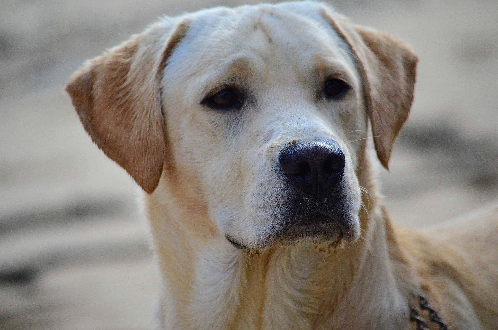 Lipton a rejoint le concours — aidez-le/la à gagner de superbes lots ! ancient_dog_breeds, canidae, carnivore, companion_dog, dog, dog_breed, fawn, golden_retriever, labrador_retriever, mammal, puppy, retriever, snout, sporting_group, vertebrate, whiskers