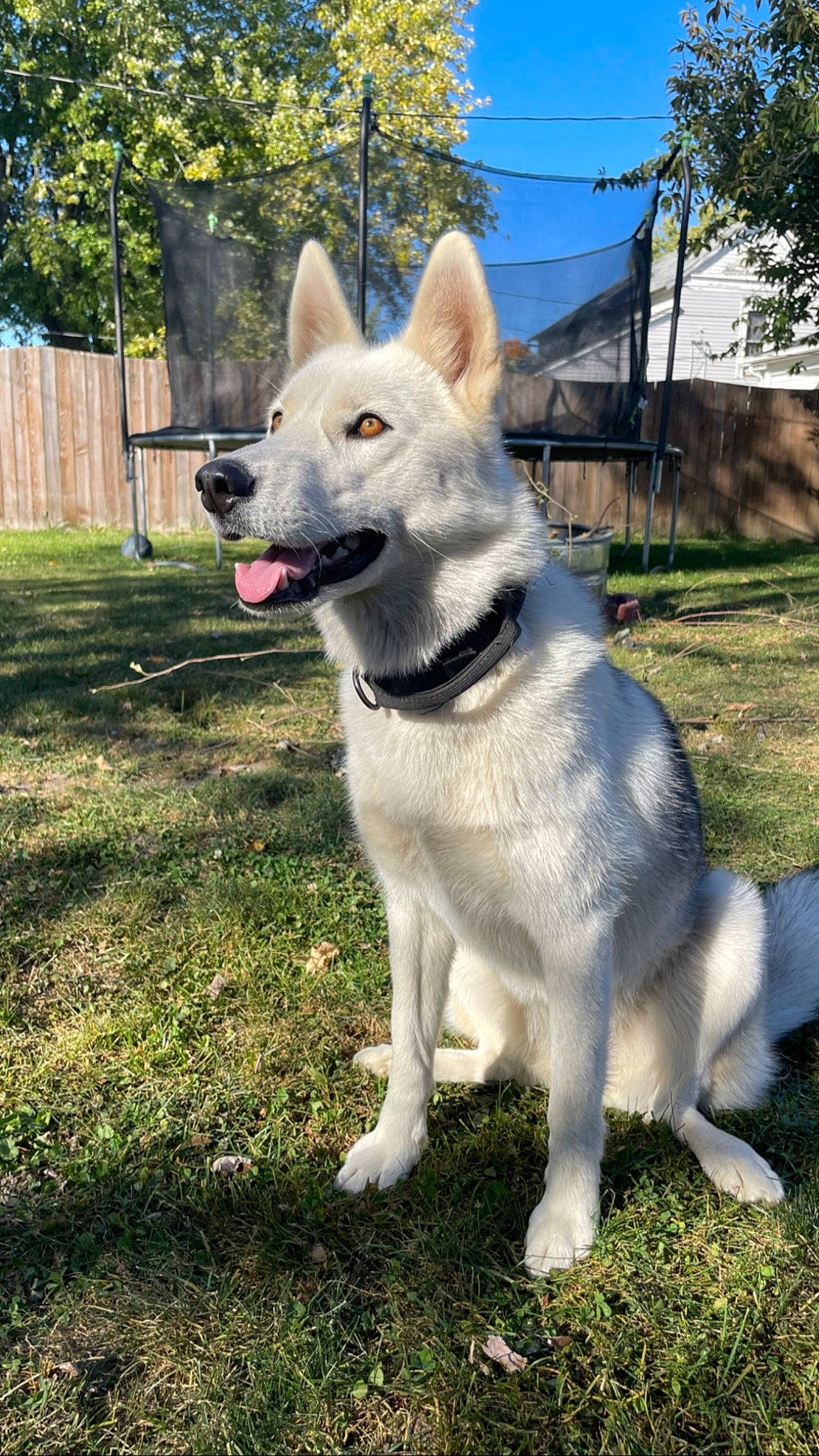 Dakota is registered to the contest to win money with this photo: canidae, canis, carnivore, collar, companion_dog, dog, dog_breed, dog_collar, fang, fawn, fence, grass, plant, sky, snout, sporting_group, tail, tree, working_animal, working_dog