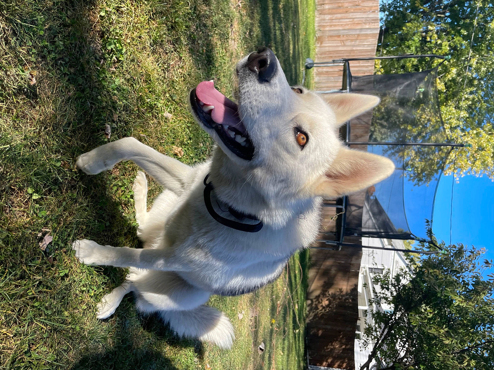 Dakota is registered to the contest to win money with this photo: canidae, carnivore, cockatoo, collar, companion_dog, dog, dog_breed, fawn, fur, gesture, grass, non_sporting_group, plant, snout, sporting_group, tail, tree, trunk, twig, working_animal