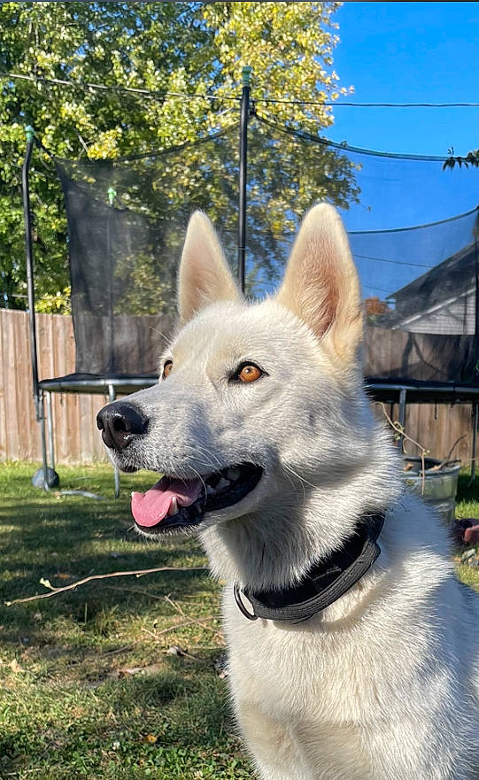 Dakota joined the competition — help win amazing prizes! canidae, carnivore, collar, companion_dog, dog, dog_breed, dog_collar, fang, fawn, fence, fur, grass, home_fencing, plant, sky, snout, sporting_group, tail, tree, working_animal