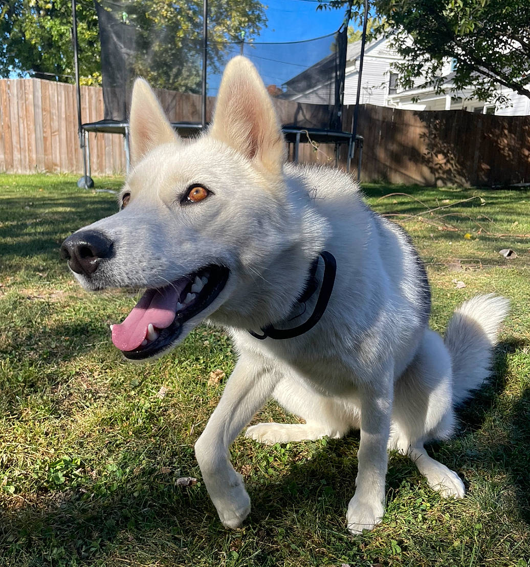 Dakota joined the competition — help win amazing prizes! canidae, carnivore, collar, companion_dog, dog, dog_breed, dog_collar, dog_supply, fang, fawn, grass, herding_dog, plant, sky, snout, sporting_group, tail, tree, working_animal, working_dog