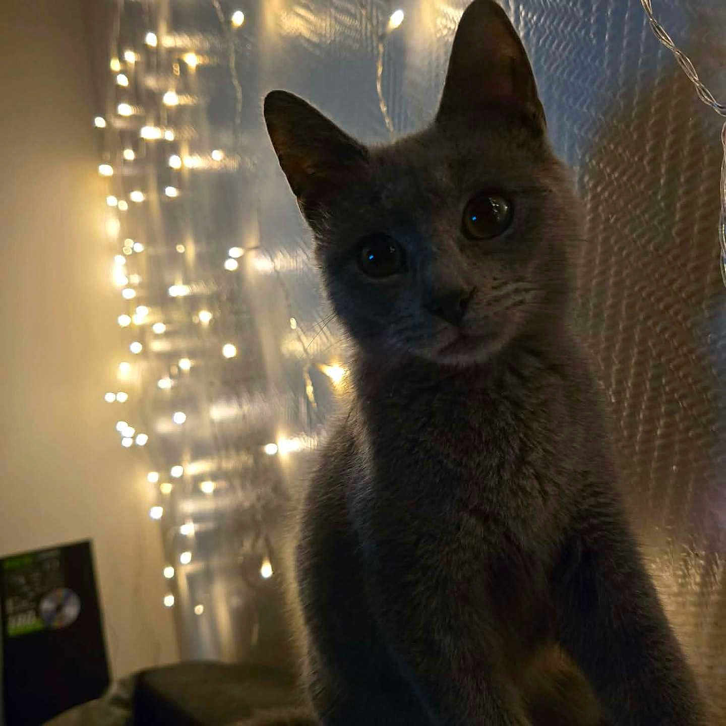 Zagréus a rejoint le concours — aidez-le/la à gagner de superbes lots ! animal, cat, couch, cozy, curious, dim_light, ears, evening, face, fairy_lights, feline, furniture, gray_cat, home, indoors, pet, portrait, shadow, twinkle_lights, whiskers