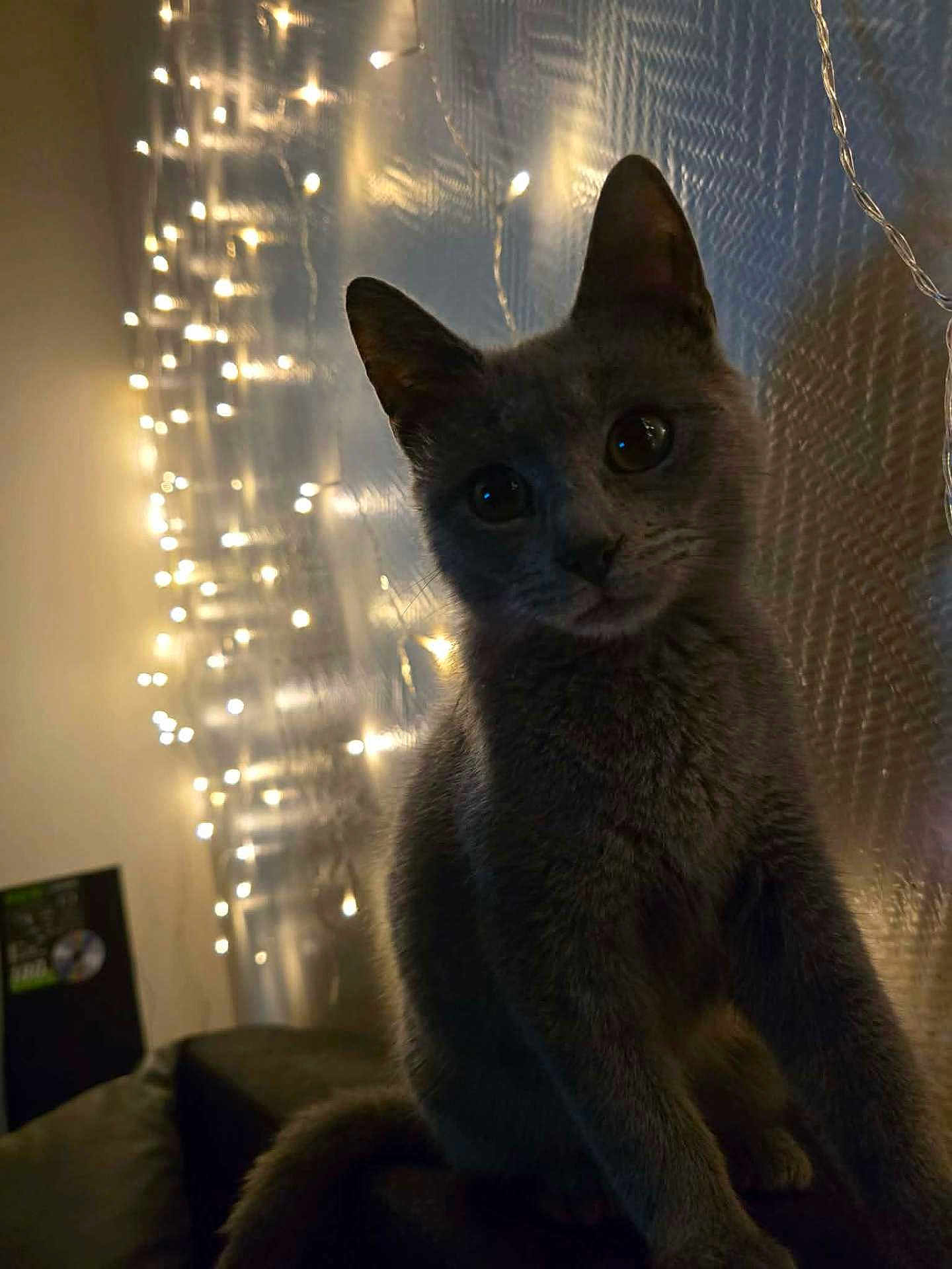 Zagréus a rejoint le concours — aidez-le/la à gagner de superbes lots ! animal, cat, couch, cozy, curious, dim_light, ears, evening, face, fairy_lights, feline, furniture, gray_cat, home, indoors, pet, portrait, shadow, twinkle_lights, whiskers