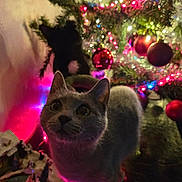 Zagréus a rejoint le concours — aidez-le/la à gagner de superbes lots ! animal, background, black_cat, cat, celebration, christmas_lights, christmas_tree, closeup, colorful_lights, curious, decor, feline, festive, gray_cat, holiday_decorations, indoor, night, ornaments, pets, red_baubles
