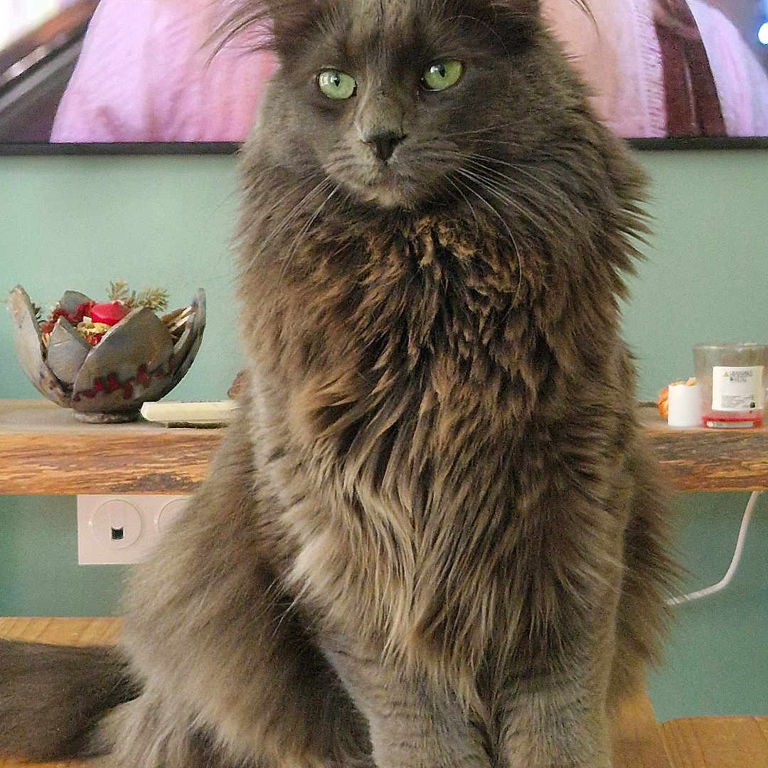 Baki a rejoint le concours — aidez-le/la à gagner de superbes lots ! cat, gray_cat, fluffy, green_eyes, pet, indoor, table, wooden_table, living_room, furniture, domestic_cat, sitting, portrait, cute, animal, feline, household, cozy, relaxed, fur