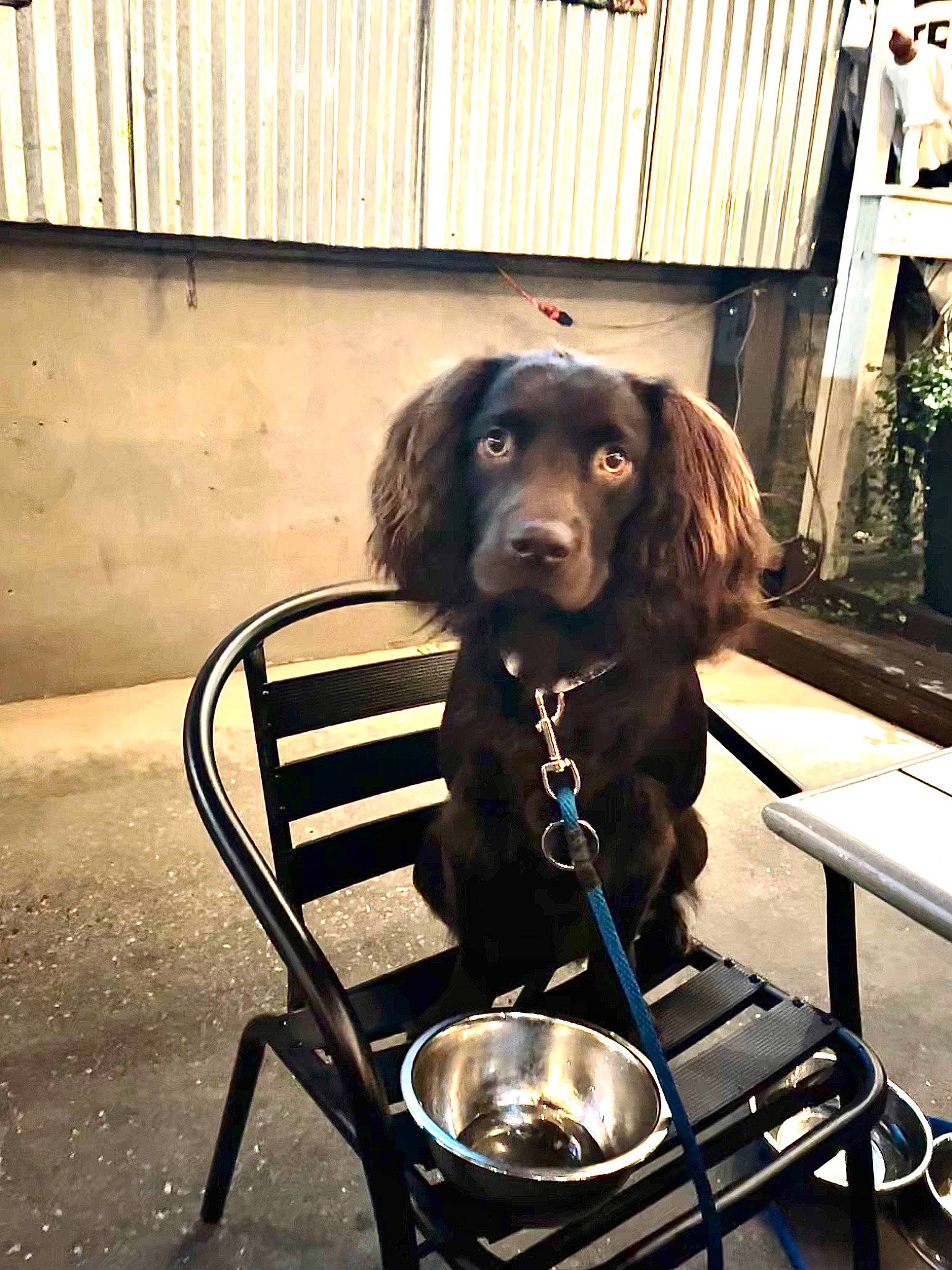 Remi is registered to the contest to win money with this photo: canidae, carnivore, cart, chair, companion_dog, dog, dog_breed, dog_supply, fence, fur, gun_dog, liver, mammal, plant, spaniel, sporting_group, tints_and_shades, vertebrate, wood, working_animal