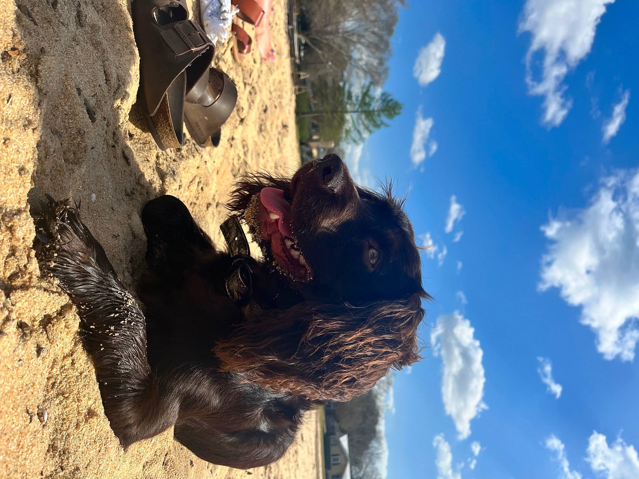 Remi is registered to the contest to win money with this photo: adventure, canidae, cloud, cumulus, dog_breed, landscape, plant, rock, sculpture, shadow, sky, snout, soil, sporting_group, tail, tree, trunk, water, wood, working_animal