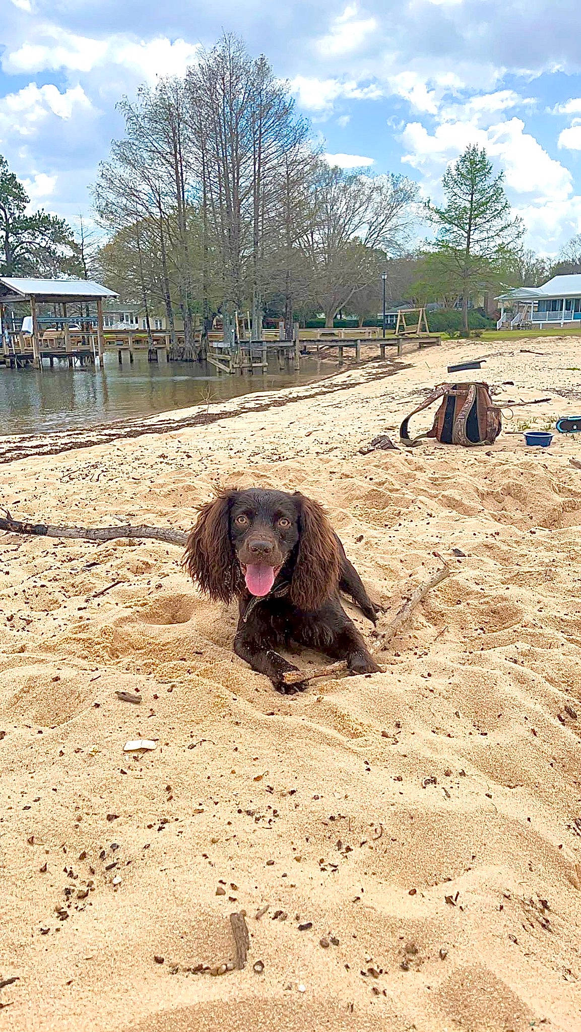 Remi joined the competition — help win amazing prizes! canidae, carnivore, cloud, companion_dog, dog, dog_breed, fawn, fun, gun_dog, landscape, liver, mud, sky, snout, soil, sporting_group, tree, water, wood, working_animal