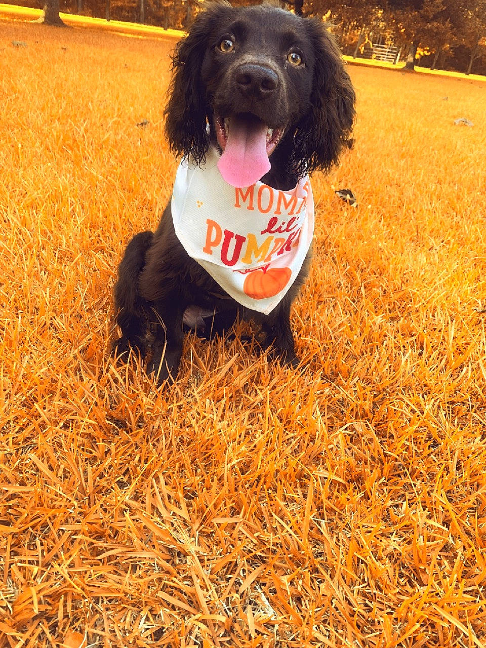 Remi joined the competition — help win amazing prizes! canidae, carnivore, companion_dog, dog, dog_breed, field, fur, grass, gun_dog, happy, hay, hunting_dog, liver, people_in_nature, plant, snout, spaniel, sporting_group, water, working_dog