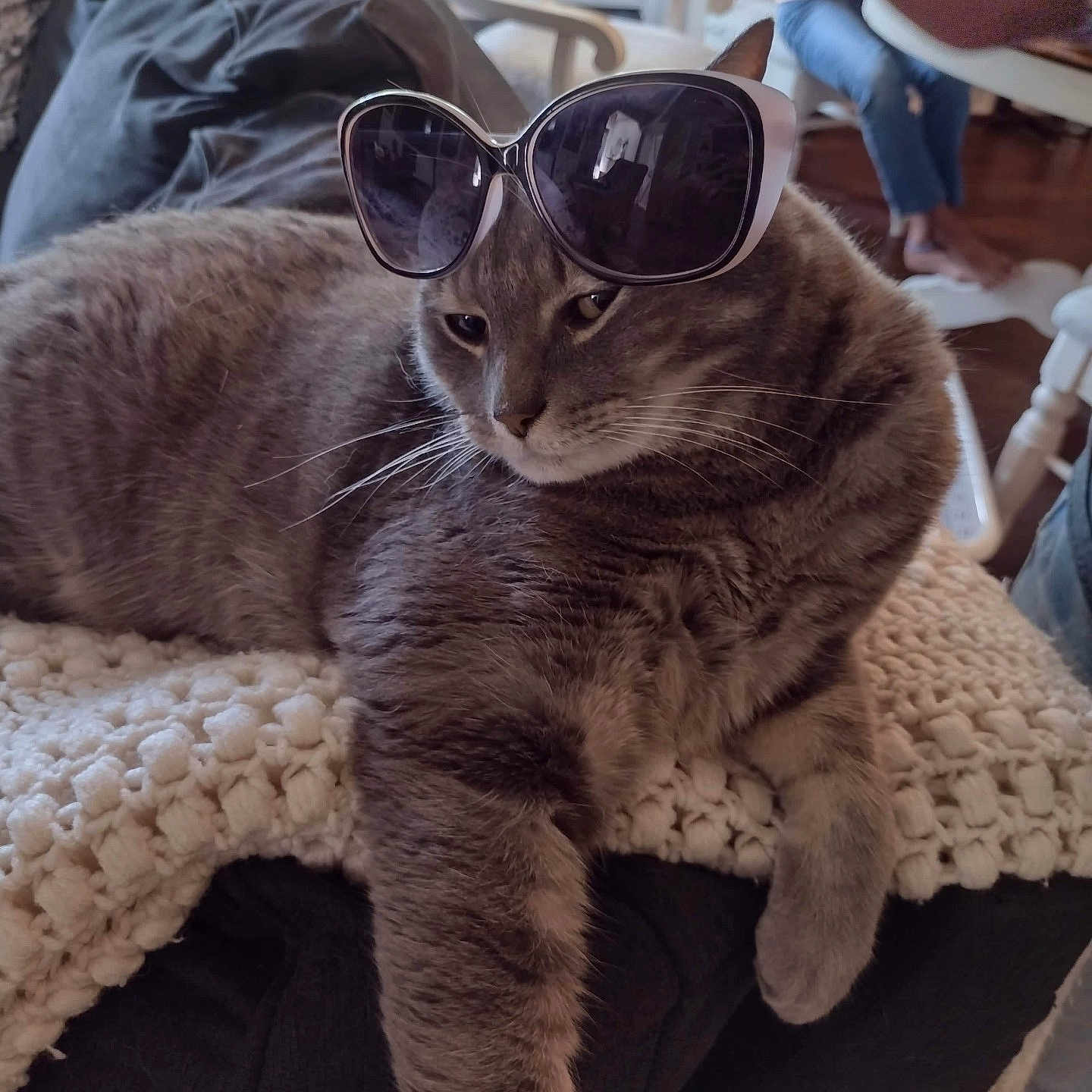 Smokey joined the competition — help win amazing prizes! accessories, animal, architecture, baby, cat, chair, clothing, couch, cushion, face, furniture, glasses, head, homedecor, pants, person, pet, photography, portrait, sunglasses
