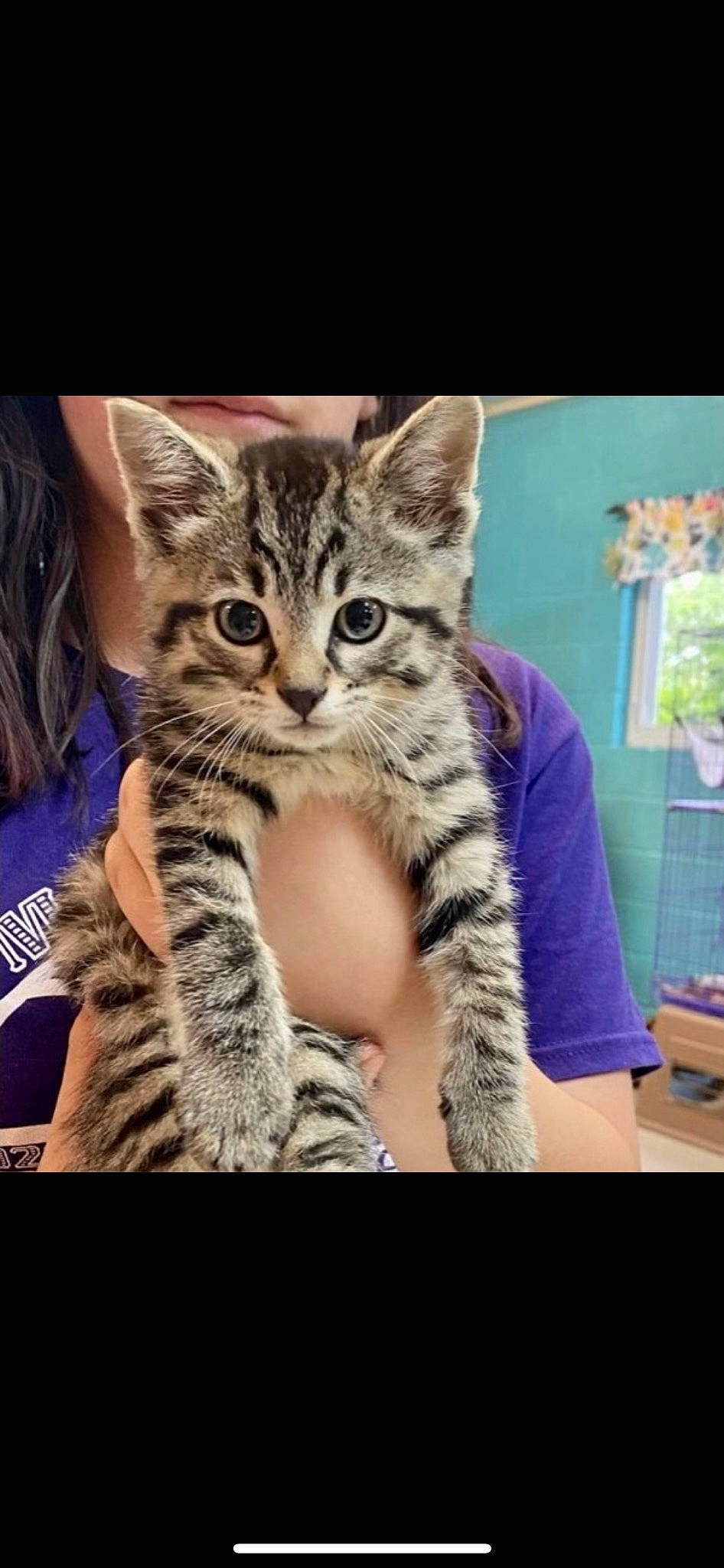 Fang is registered to the contest to win money with this photo: carnivore, cat, claw, comfort, domestic_short_haired_cat, felidae, fur, nail, pattern, paw, photo_caption, sitting, small_to_medium_sized_cats, snout, terrestrial_animal, thigh, whiskers